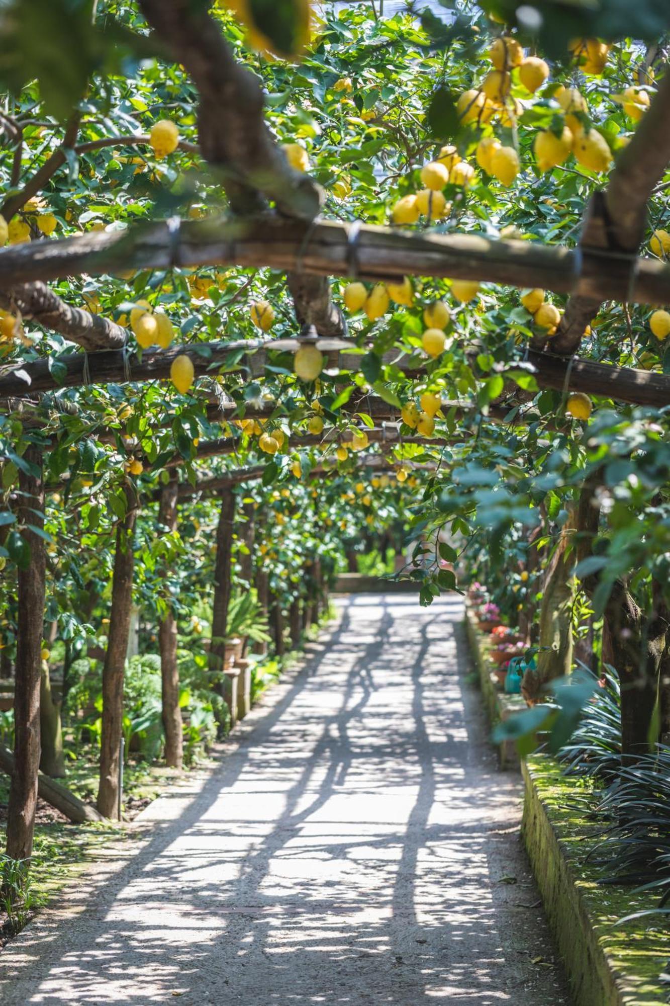 Agriturismo Il Giardino Di Vigliano Massa Lubrense Zewnętrze zdjęcie